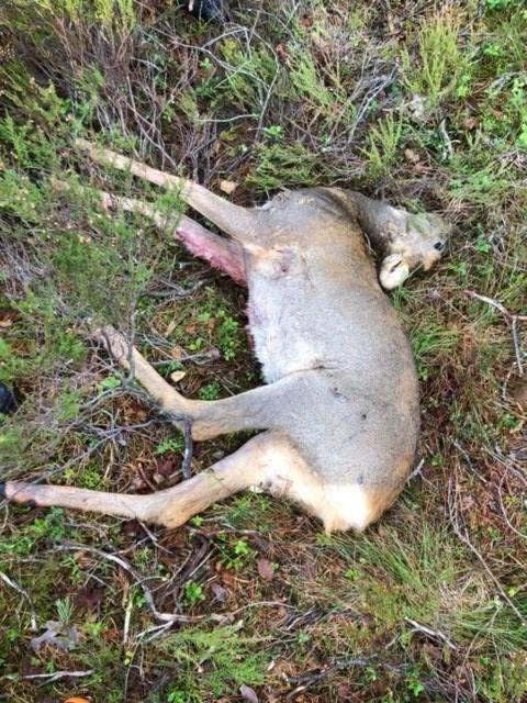 Klikk for stort bilde